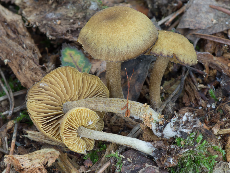 Callistosporium pinicola